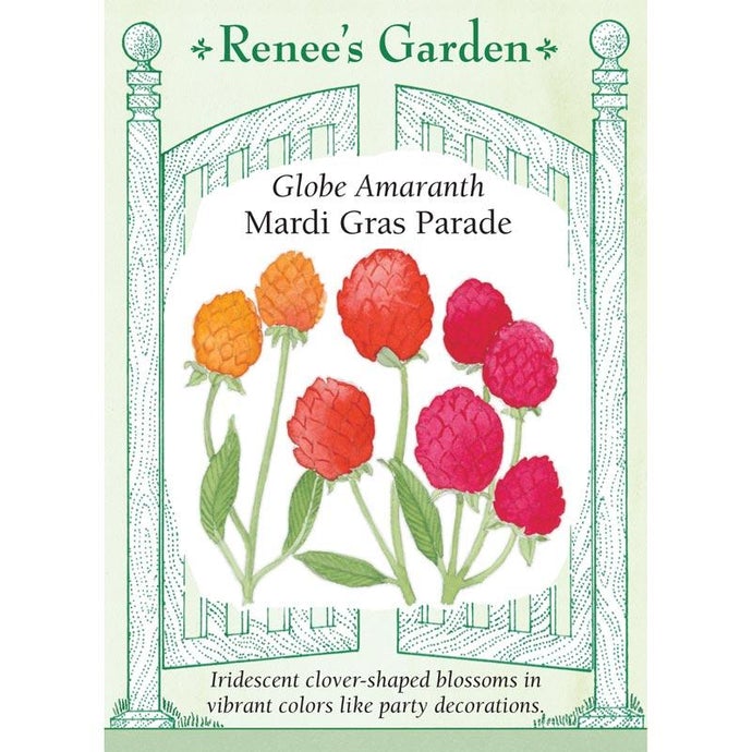 Renee's Garden Globe Amaranth Mardi Gras Parade (Heirloom)