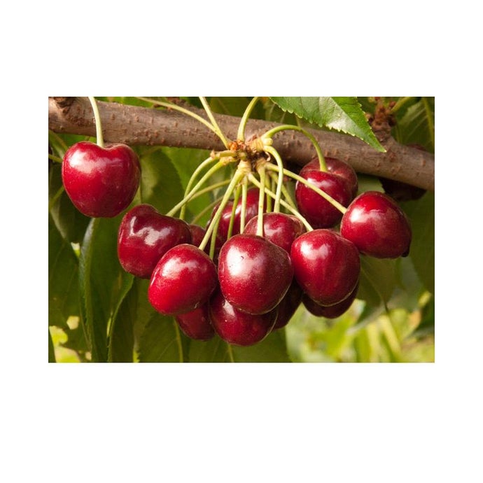 Royal Crimson Cherry Tree (Semi-dwarf)