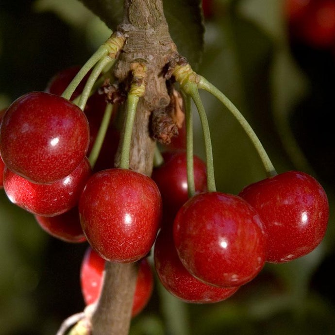 Royal Lee Cherry Tree (Semi-dwarf)