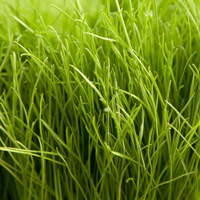 Turf Type Perennial Ryegrass Seed