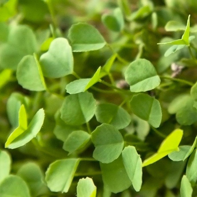 Semi-Dormant Alfalfa - Nitrocoated Seed (Lb)