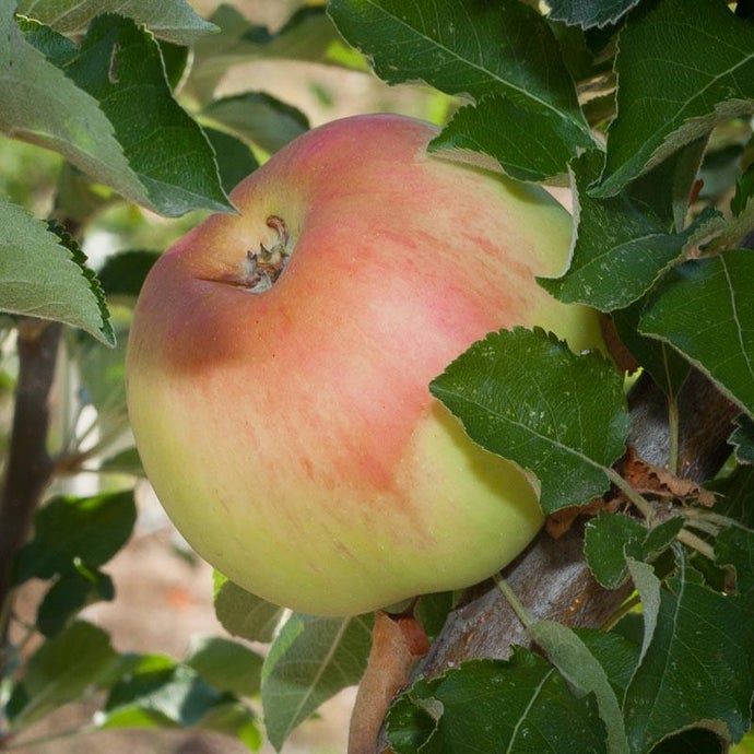 Sierra Beauty Apple Tree (Semi-dwarf)