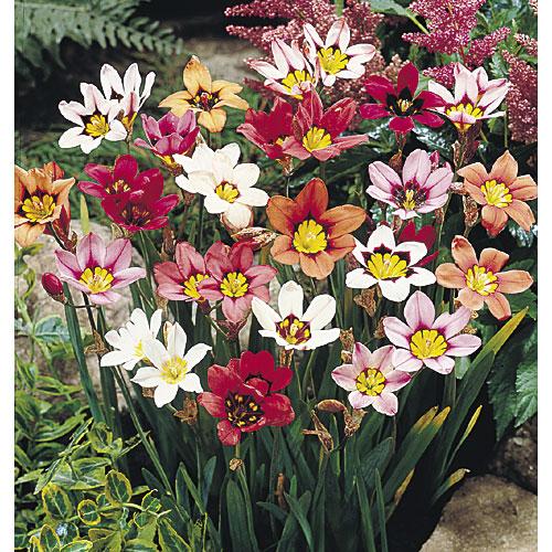 Sparaxis Mixed Wand Flower (pack of 15)