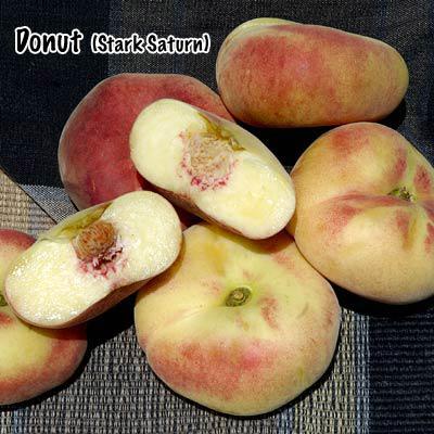 Stark Saturn Peach Tree (Semi-dwarf)