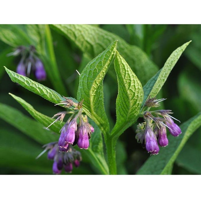 Strictly Medicinal Organic True Comfrey