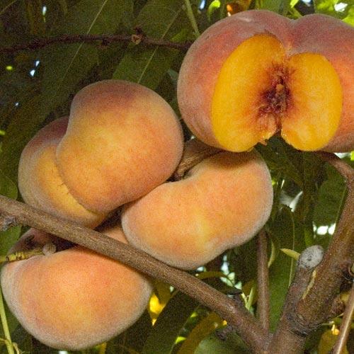 Sweet Bagel Peach Tree (Semi-dwarf)