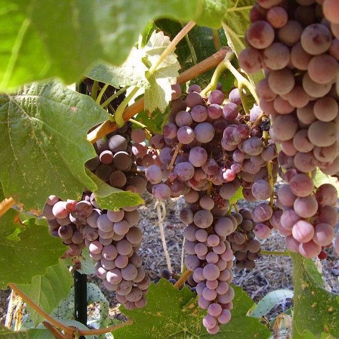 Table Grape Vine - Black Monukka (Seedless)