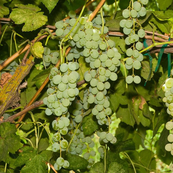 Table Grape Vine - Himrod (Seedless)