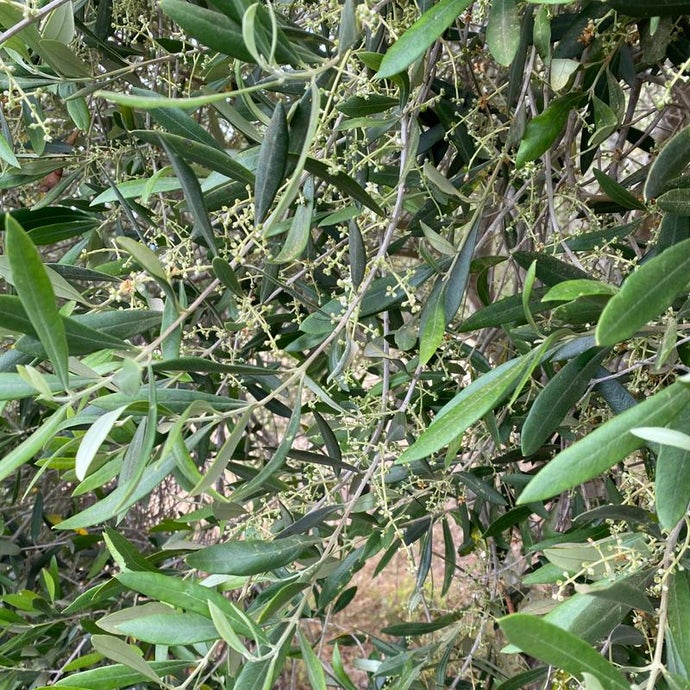 Taggiasca Olive Tree (Standard) (Potted)