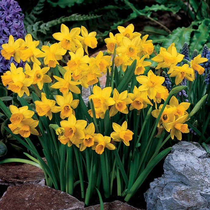 Tete -a- Tete Daffodil Bulbs (Pack of 24)