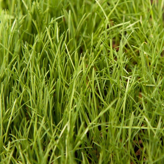 Tetraploid Perennial Ryegrass Seed (Lb)