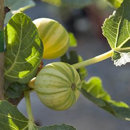 Tiger Panache Fig Tree (Standard) (Potted)