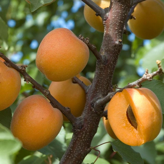 Tomcot Apricot Tree (Semi-dwarf)