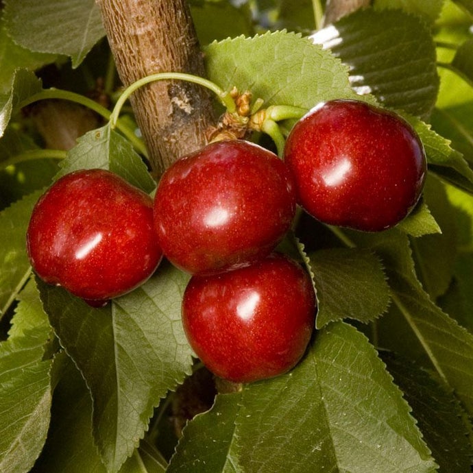 Utah Giant Cherry Tree (Dwarf)