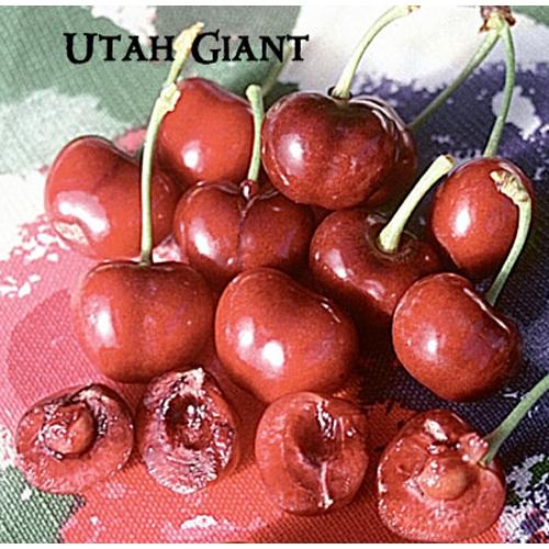 Utah Giant Cherry Tree (Semi-dwarf)