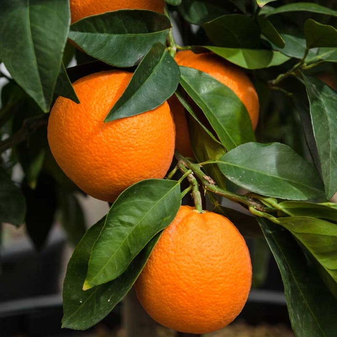 Valencia Orange Tree (Semi-dwarf) (Potted)