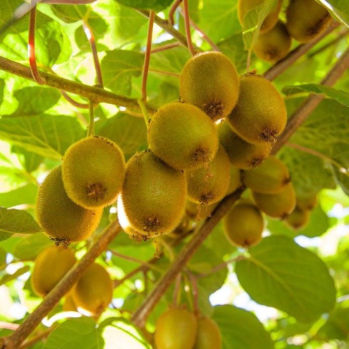 Vincent Tender Kiwi, Female (Potted)