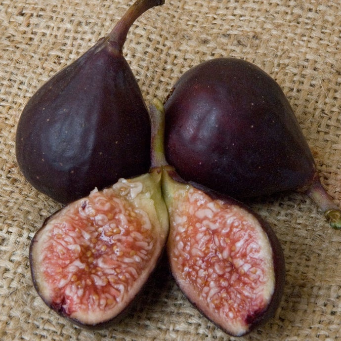 Violette de Bordeaux Fig Tree (Dwarf) (Potted)