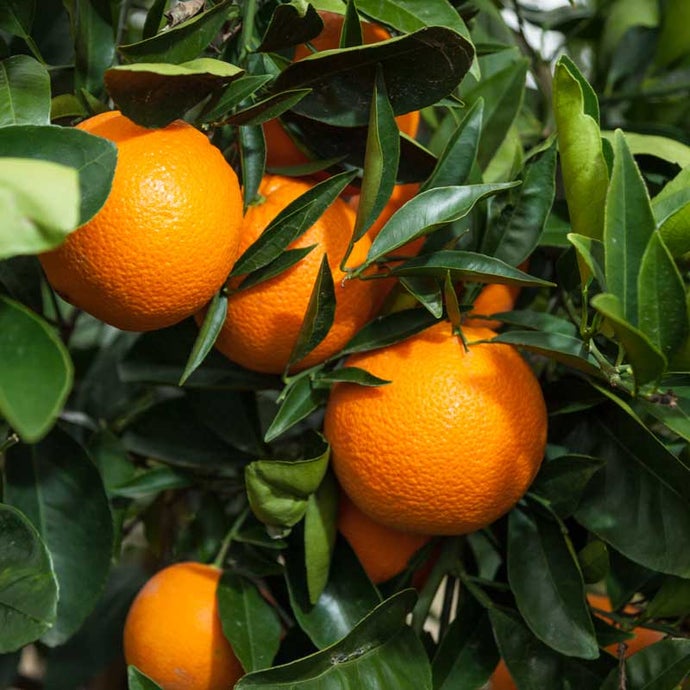 Washington Navel Orange Tree (Semi-dwarf) (Potted)