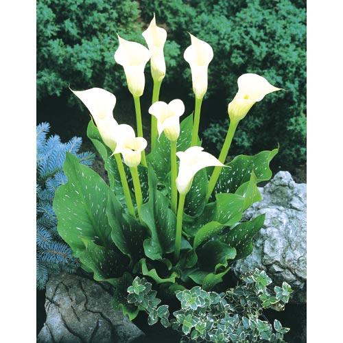 White Calla Lily Bulb (Pack of 1)