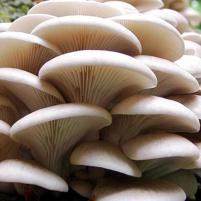 White Oyster Mushroom Kit