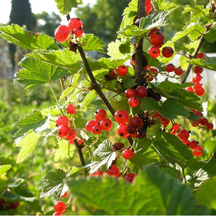 Wilder Red Currant (Each)