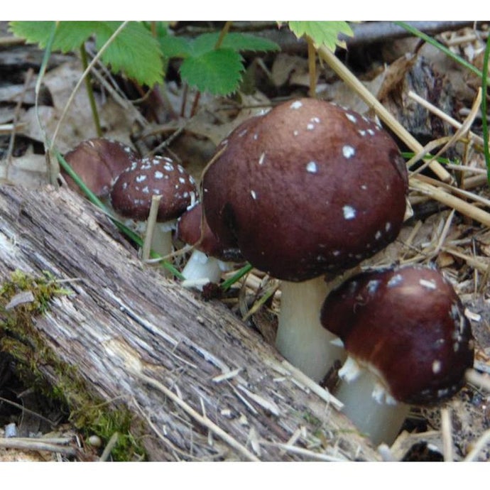 Wine Cap Mushroom Kit