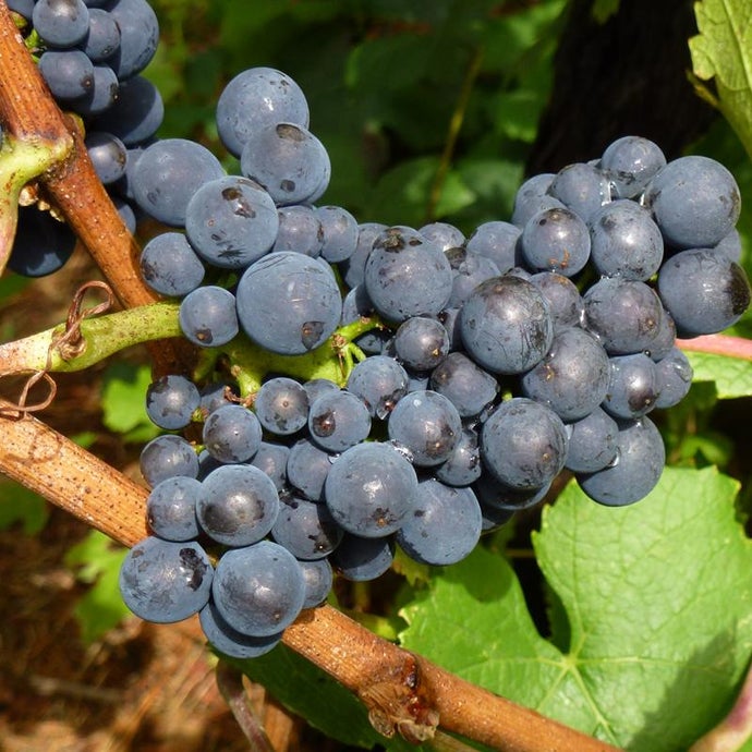 Wine Grape - Pinot Noir