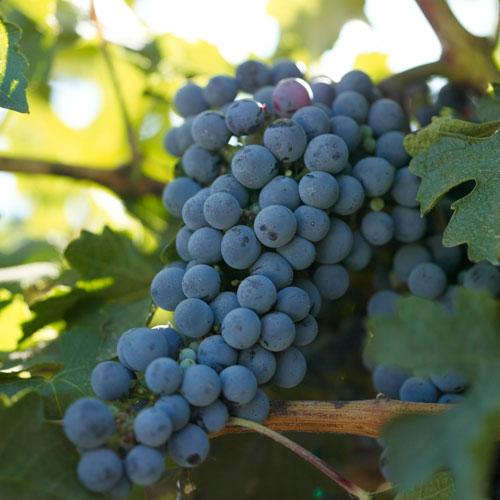 Wine Grape Vine - Cabernet Sauvignon