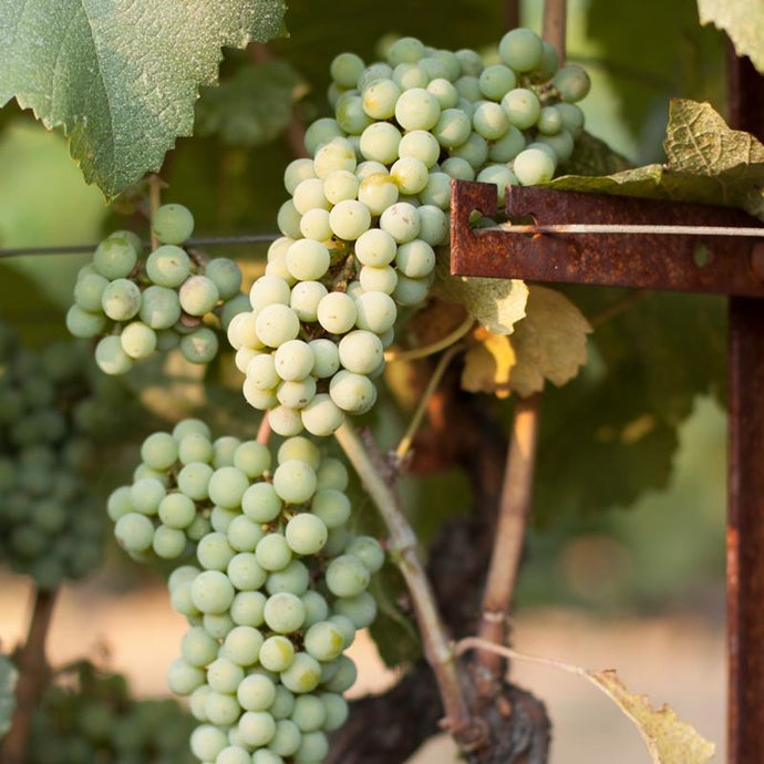 Wine Grape Vine - Chardonnay