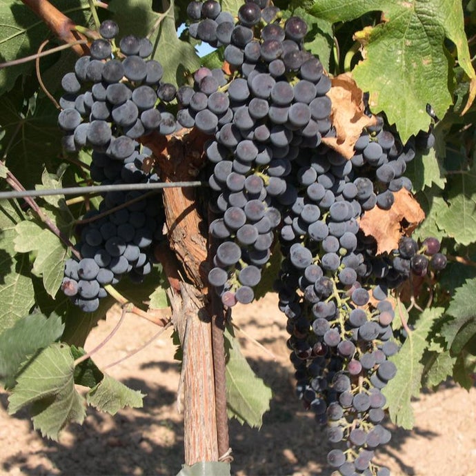 Wine Grape Vine - Merlot