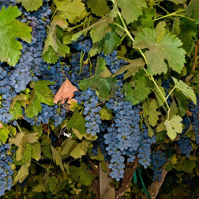 Wine Grape Vine - Shiraz (Syrah)