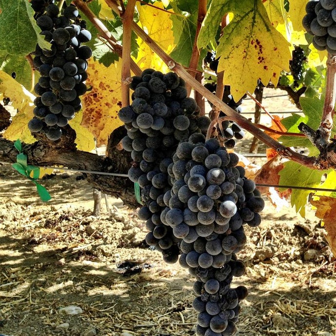 Wine Grape Vine - Zinfandel