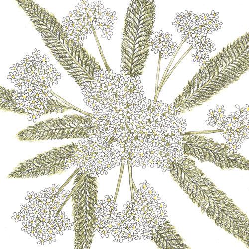 Yarrow, White (1/4 lb)