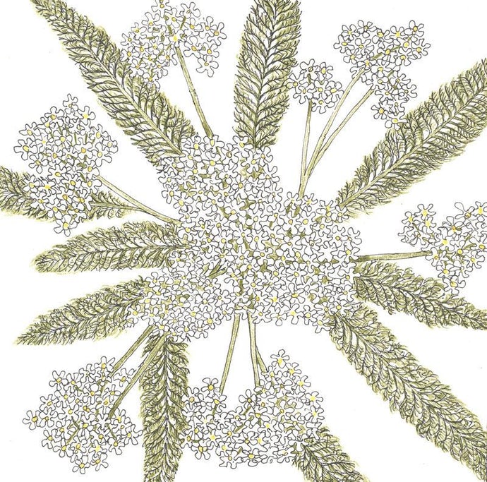 Yarrow, White (lb)