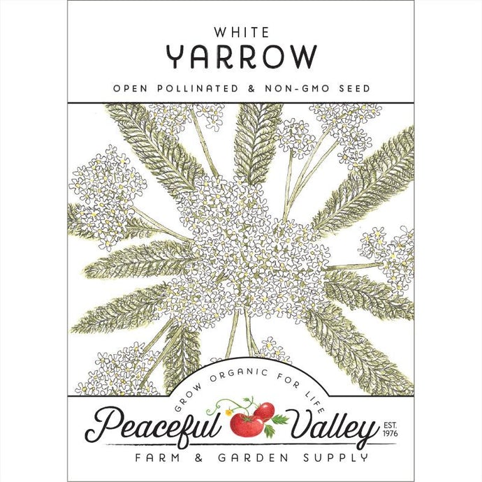 Yarrow, White (pack)