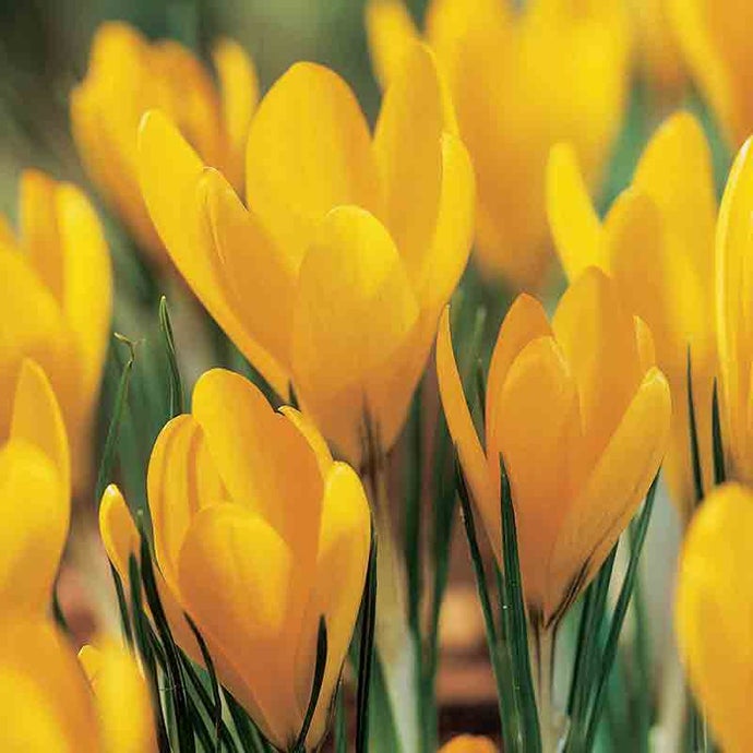 Yellow Mammoth Crocus (pack of 15)